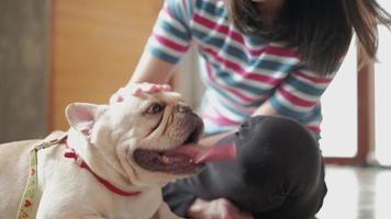 Casual woman stroking the head of a cute french bulldog. video