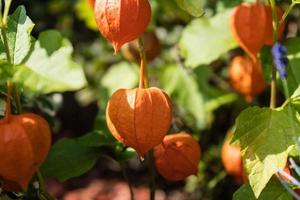 la fruta naranja physalis peruviana foto
