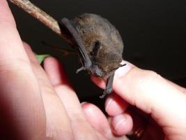 Bat pipistrellus pipistrella photo