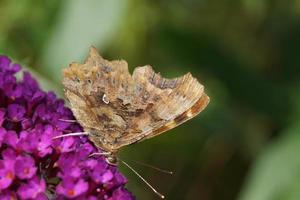 Polygonia c-album butterfly photo