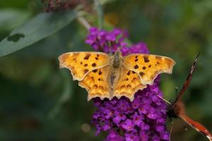 Polygonia c-album butterfly photo