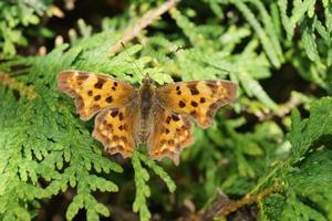 Polygonia c-album butterfly photo