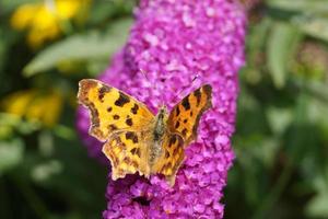 Polygonia c-album butterfly photo