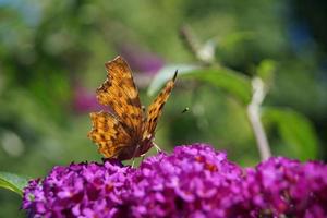 Polygonia c-album butterfly photo