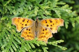 Polygonia c-album butterfly photo