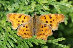 polygonia c-album mariposa foto