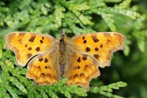 Polygonia c-album butterfly photo