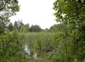Hermoso pantano de hierba reed que crece en la orilla del depósito