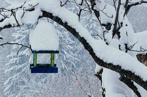 Comedero para pájaros en un árbol en la nieve caída foto