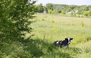 Hermosa vaca lechera grande pasta en prado verde