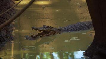 avistamiento de cocodrilos en el pantano asiático foto