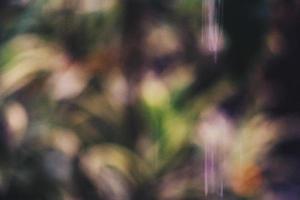 Defocused of foliage under the droplets of water rain. photo