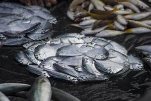 The assorted raw seafoods photo