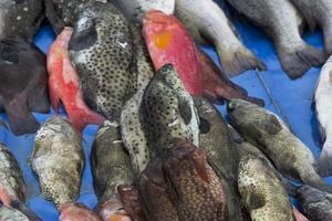 los mariscos crudos variados foto