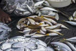 los mariscos crudos variados foto