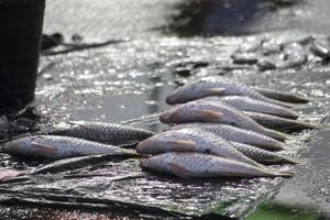 los mariscos crudos variados foto