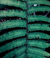 Fondo de hojas verdes tropicales de cerca foto