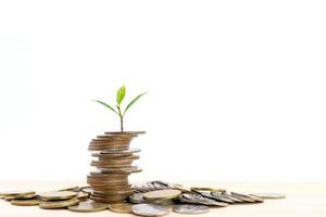 Small tree on the top of a pile of coins isolated on white background. photo