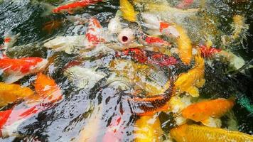 Grupo de peces koi o coloridas carpas de fantasía nadando en el estanque foto