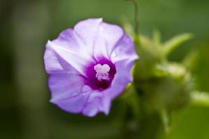 Morning Glory with water Droplet photo