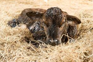 Brown newborn calf lying on staw photo