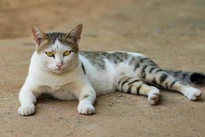 lindo retrato de gato tailandés foto