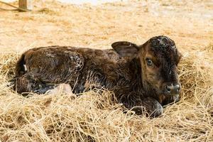 Brown newborn calf lying on staw photo