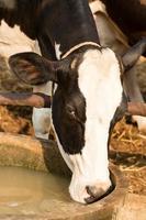 Black and White cow drinking water