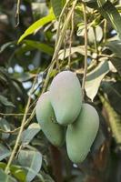 Mango on tree photo