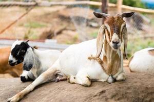 cute of goat resting on the rock photo