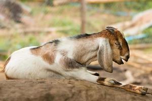 cute of goat resting on the rock photo