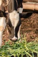 Black and White calf eats grass photo