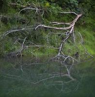 Dry branches and driftwood on the shore photo