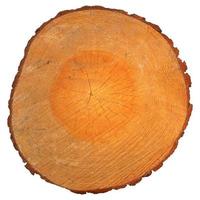Wood section with growth rings isolated photo