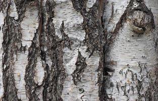 Brown tree bark background photo