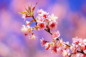 hermosas flores de cerezo