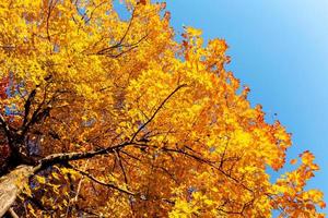 hojas amarillas y ramas en otoño foto