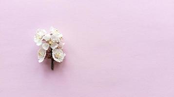 Bloom on pink background. Simple flat lay with pastel texture photo