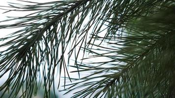 Fresh fir branches on light blurred background. photo