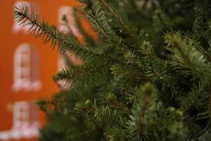 Branches of spruce close up, part of a living conifer photo