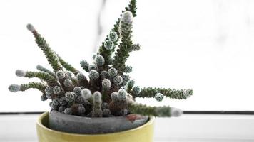 Cactus verde en maceta en el alféizar de la ventana, planta casera foto