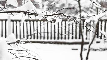 Branches of young apple tree under snow in sunny frosty morning photo