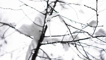 The branch is covered by snow. A thin ice layer. Soft illumination photo