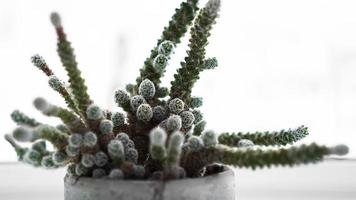 Green cactus in pot on the windowsill, home plant photo