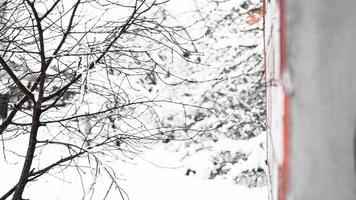 Branches of young apple tree under snow in sunny frosty morning photo