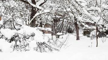 Branches of young apple tree under snow in sunny frosty morning photo