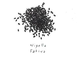 Black Cumin Nigella Sativa seeds over white photo