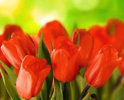 hermosos tulipanes en un suelo verde bokeh foto
