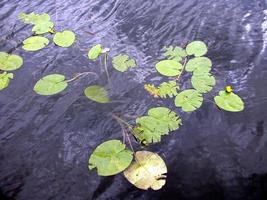 lirio de agua nimphaea foto