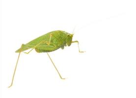 grasshopper insect animal over white photo